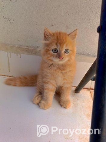 Persian cat female