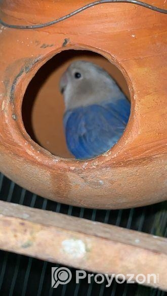 ল্যাব ব্বার্ডস বিক্রি love birds sell