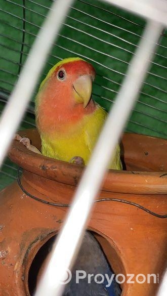 ল্যাব ব্বার্ডস বিক্রি love birds sell