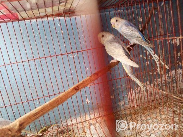 বাজুরিকা পাখি