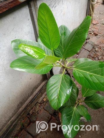 বট গাছ
