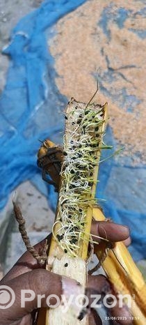 বীজ দেশি ও ,সুপার কিং আমিরিকান কিংজারমিশন