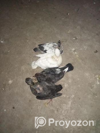 বাড়ির কবুতরের বাচ্চা