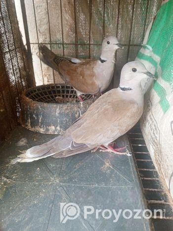৩জোড়া ঘুঘু পাখি