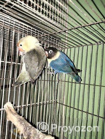 Love Bird