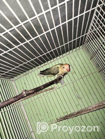 Love Bird
