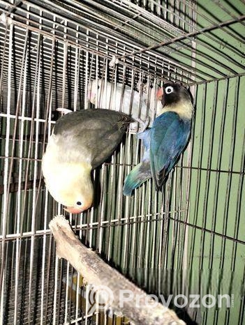 Love Bird