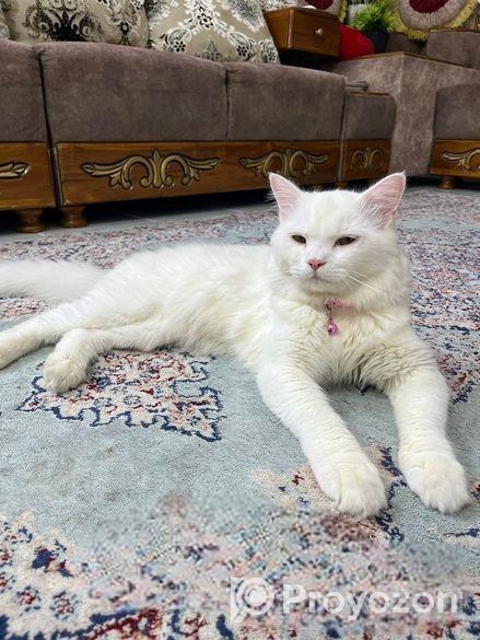 Adorable cat