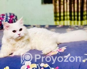 fitted-20_2025-09-27_10-56-09