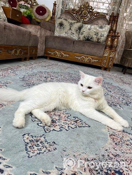 Adorable cat
