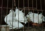 ডিম বাচ্চা রানীং ফুল অ্যাডাল লক্ষা কবুতর