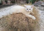 Pure Persian Female Cat