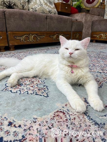 Adorable cat