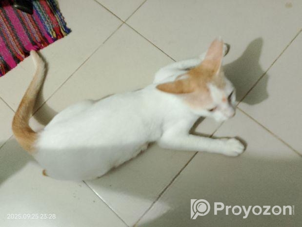 Cat Adoption