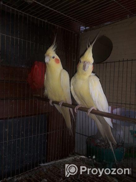 Lutino Breeding Cocktail