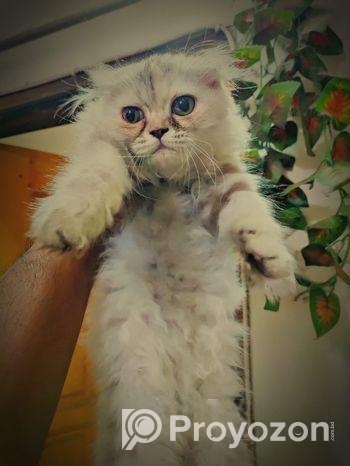 Cat Scottish fold