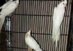 Cokatail (albeno) Red Eye (breading Running)