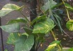 মানিপ্লান্ট