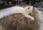 Pure Persian Female Cat