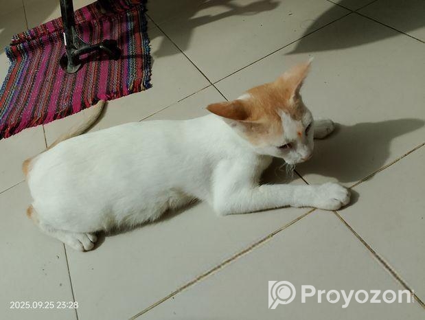 Cat Adoption
