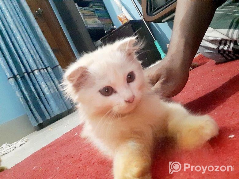 Pure Parsian Kitten