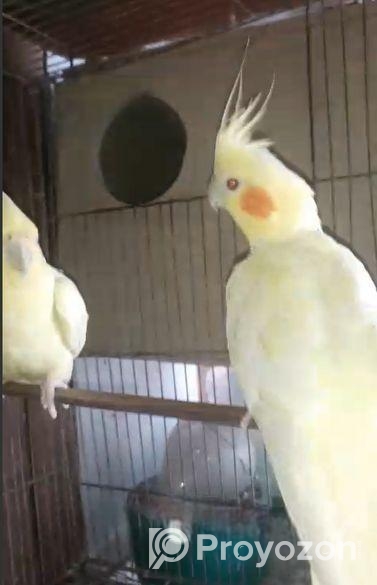 Lutino Breeding Cocktail