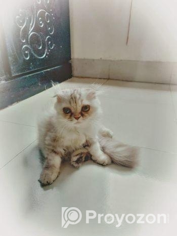 Cat Scottish fold
