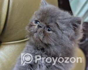 fitted-24-Copy_2025-09-19_22-38-02