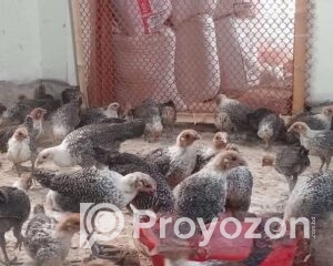 fitted-24_2025-09-18_17-35-38-1