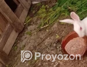 fitted-24_2025-09-21_19-12-33