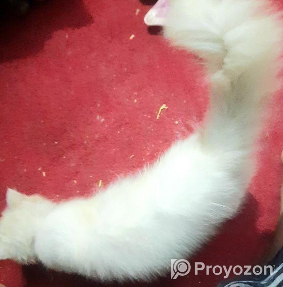 Pure Parsian Kitten