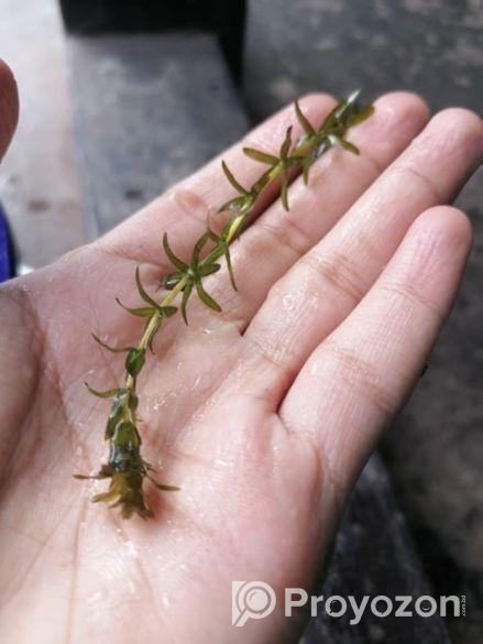 Densa Plant