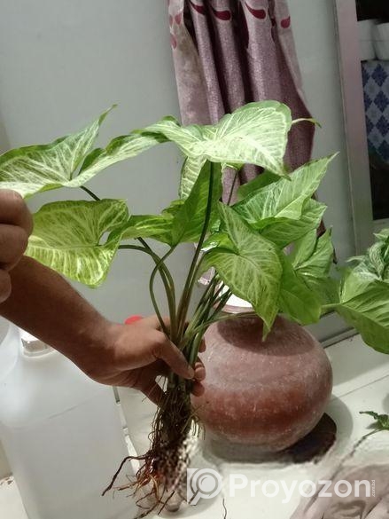 Arrowhead Plant
