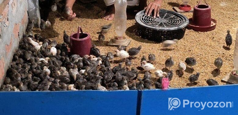 কোয়েল পাখি বিক্রি করা হলো