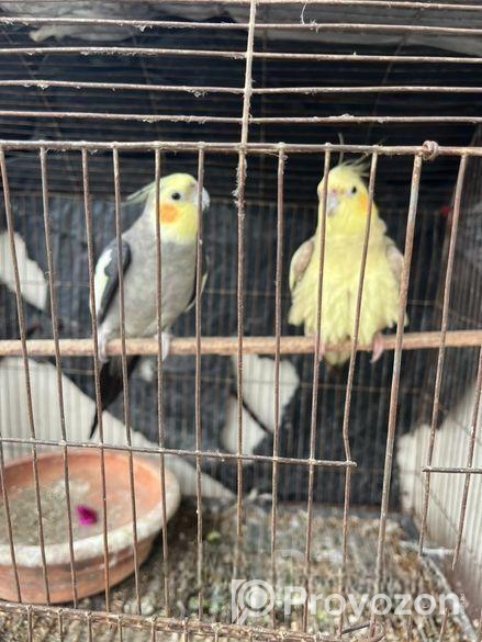 Cocatail Adult