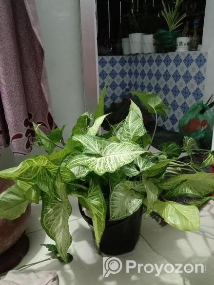 Arrowhead Plant