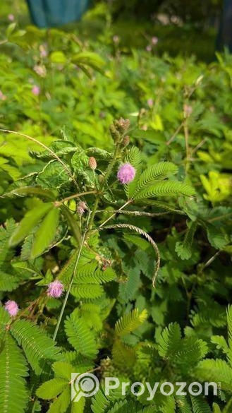 লজ্জাবতী গাছ