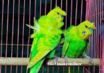 জাপানিজ বাজরিগার