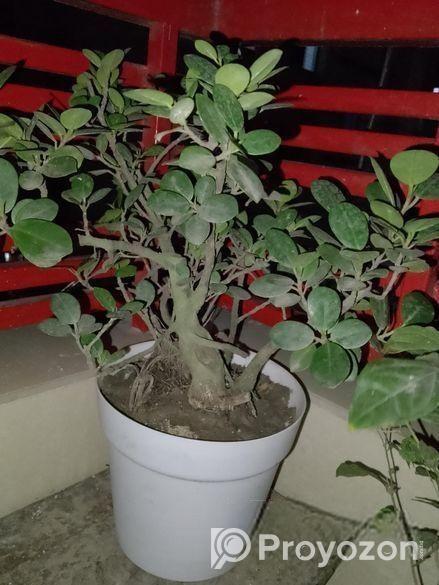 Bonshai Tree