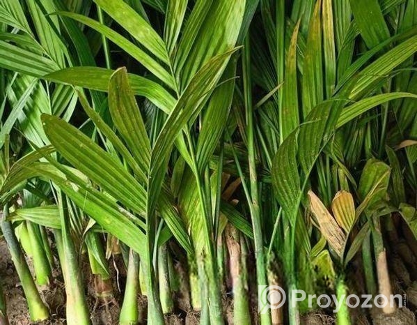 সুপারি চারা