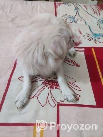 Spitz Puppy