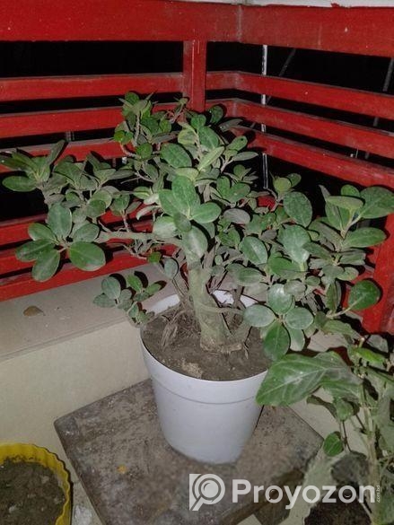 Bonshai Tree