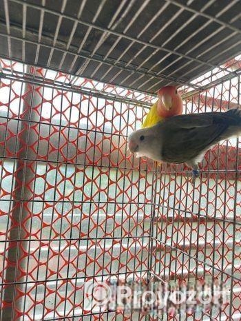 Love bird