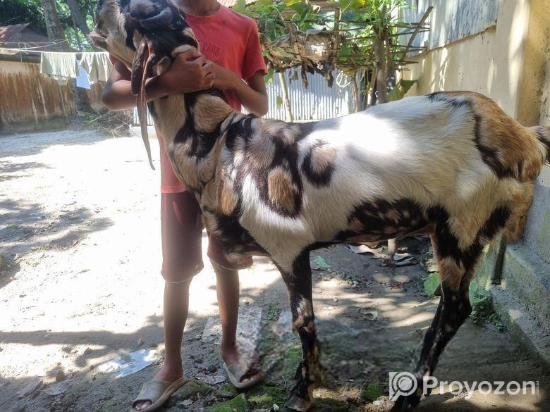 ইন্ডিয়ান তোতাপুরি ফিমেল