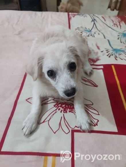 Spitz Puppy