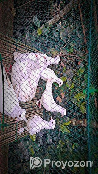 কবুতর বিক্রয়