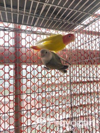 Love bird