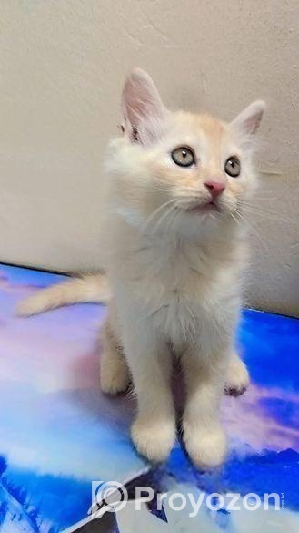 Double Coat Persian Cat