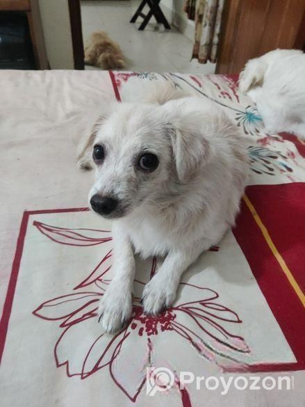 Spitz Puppy