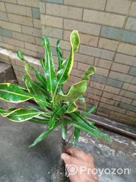 পাতাবাহার চারাটি বিক্রি হবে